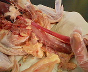 鶏の解剖 画像注意 Web247