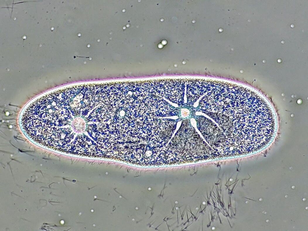 ゾウリムシの収縮胞の観察 Web247