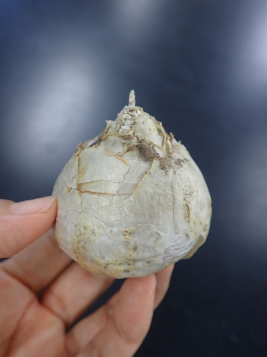 coqu コク 初貝仁美 スカルリング K18 両目ダイヤ 椎名林檎 coqu コク 初貝仁美 スカルリング K18 両目ダイヤ 椎名林檎