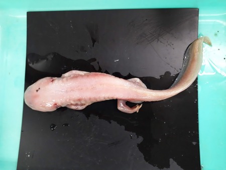 生物 Web247 生物 Web247
