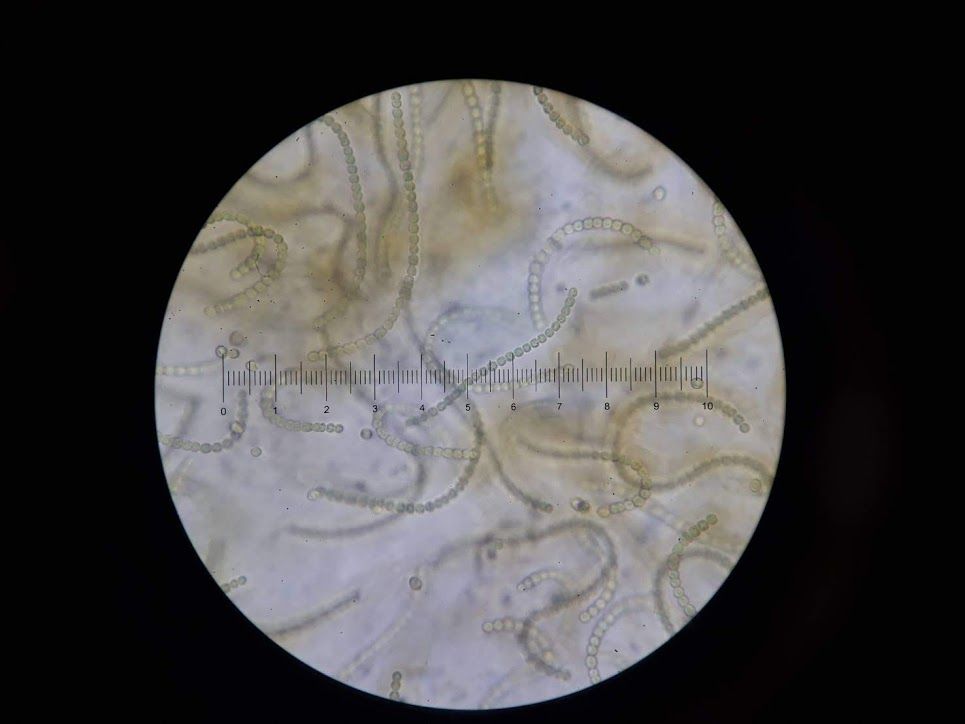 モーアーサはうまい Web247 モーアーサはうまい Web247