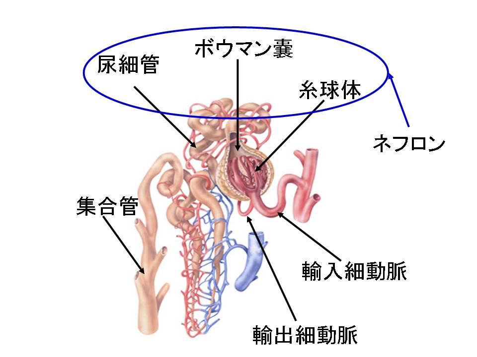 腎臓の解剖 画像注意 Web247