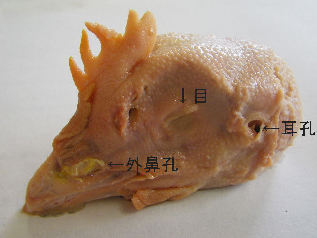 鶏の脳の解剖 Web247
