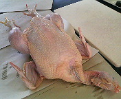 鶏の解剖 画像注意 Web247