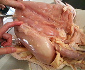 鶏の解剖 画像注意 Web247