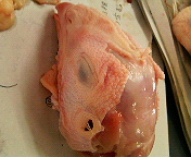 鶏の解剖 画像注意 Web247