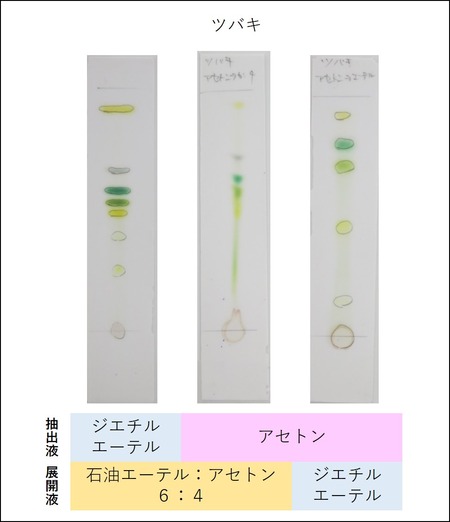光合成色素の分離 Web247