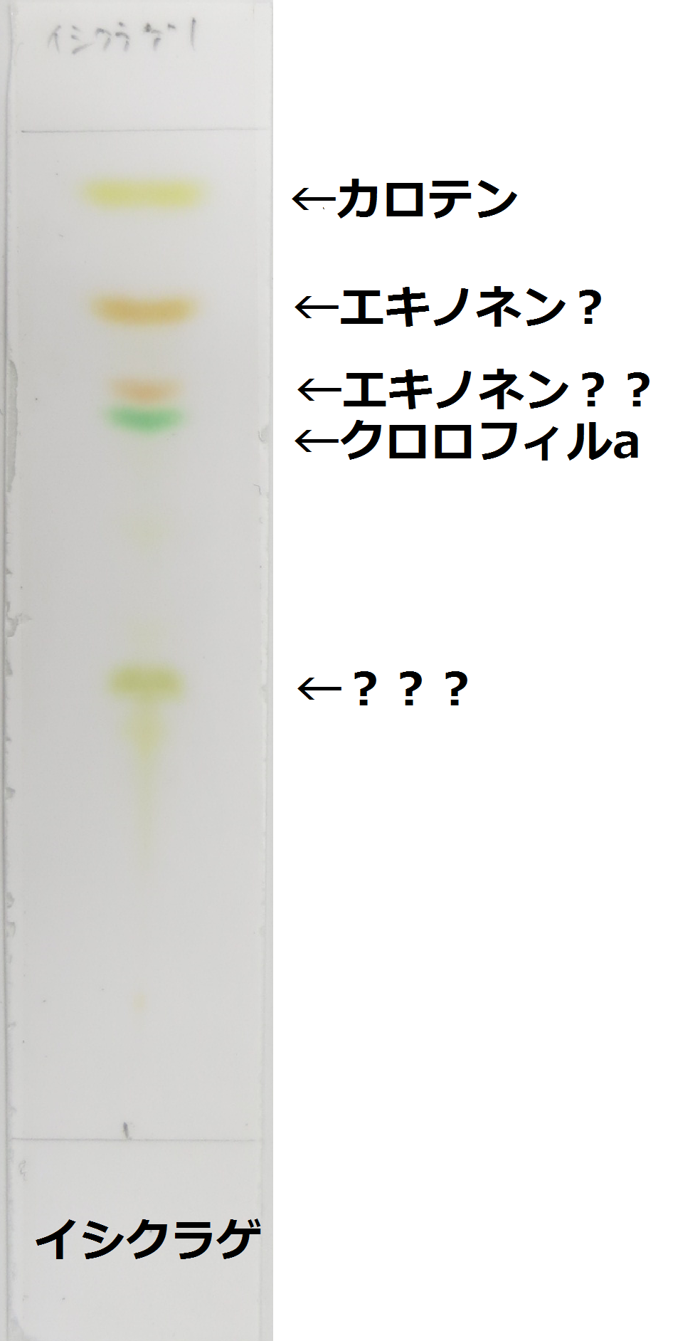 モーアーサはうまい Web247