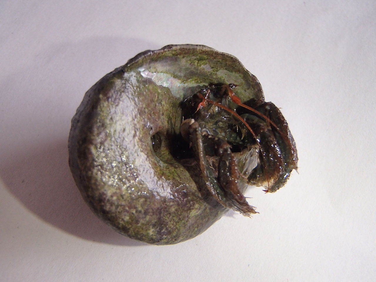 ヤドカリの解剖 : Web247