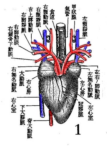 トリの心臓の解剖 ２ やや画像注意 Web247