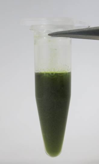 ¥´¥Æ¥ó¥¢¥»¥È¥ó