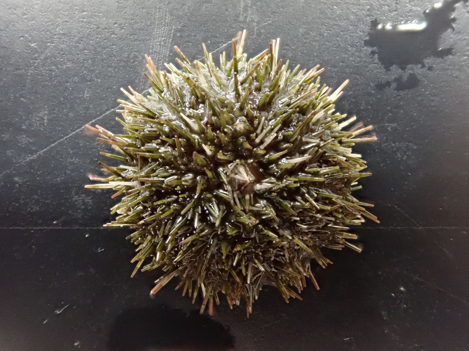 ウニの発生 1 Web247 ウニの発生 1 Web247