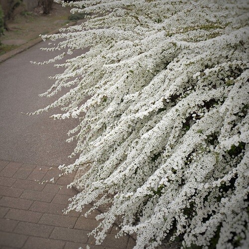 DSCF6033 (3f)