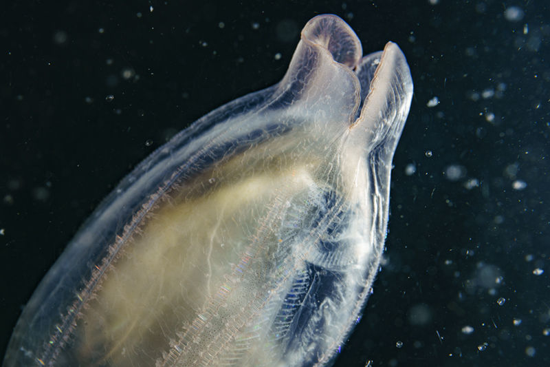 クラゲを食べるアミガサクラゲ デジタルでいこう クラゲを食べるアミガサクラゲ デジタルでいこう