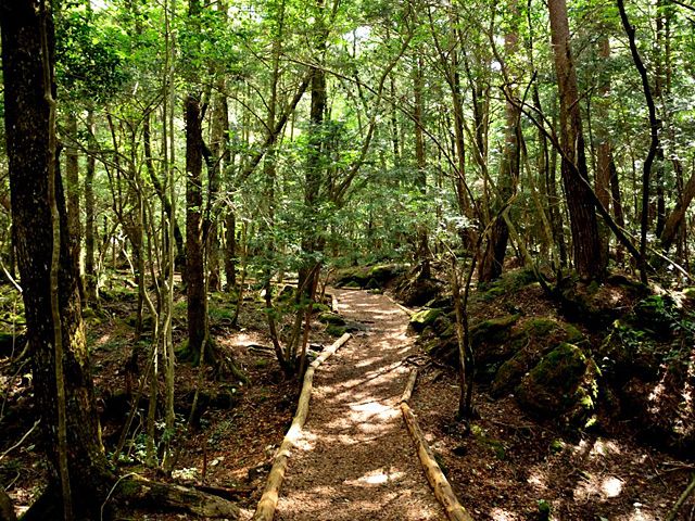 山梨県 二度と生きては出られない 富士の樹海 の真の恐ろしさとは Webbuzzニュースまとめ速 山梨県 二度と生きては出られない 富士の樹海 の真の恐ろしさとは Webbuzzニュースまとめ速