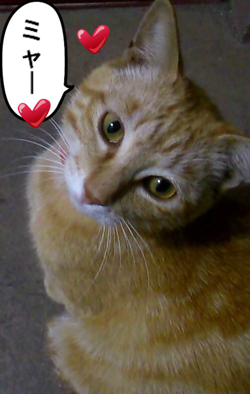 癒しの猫グッズまっしぐら♡ : Domaniオフィシャルブログ