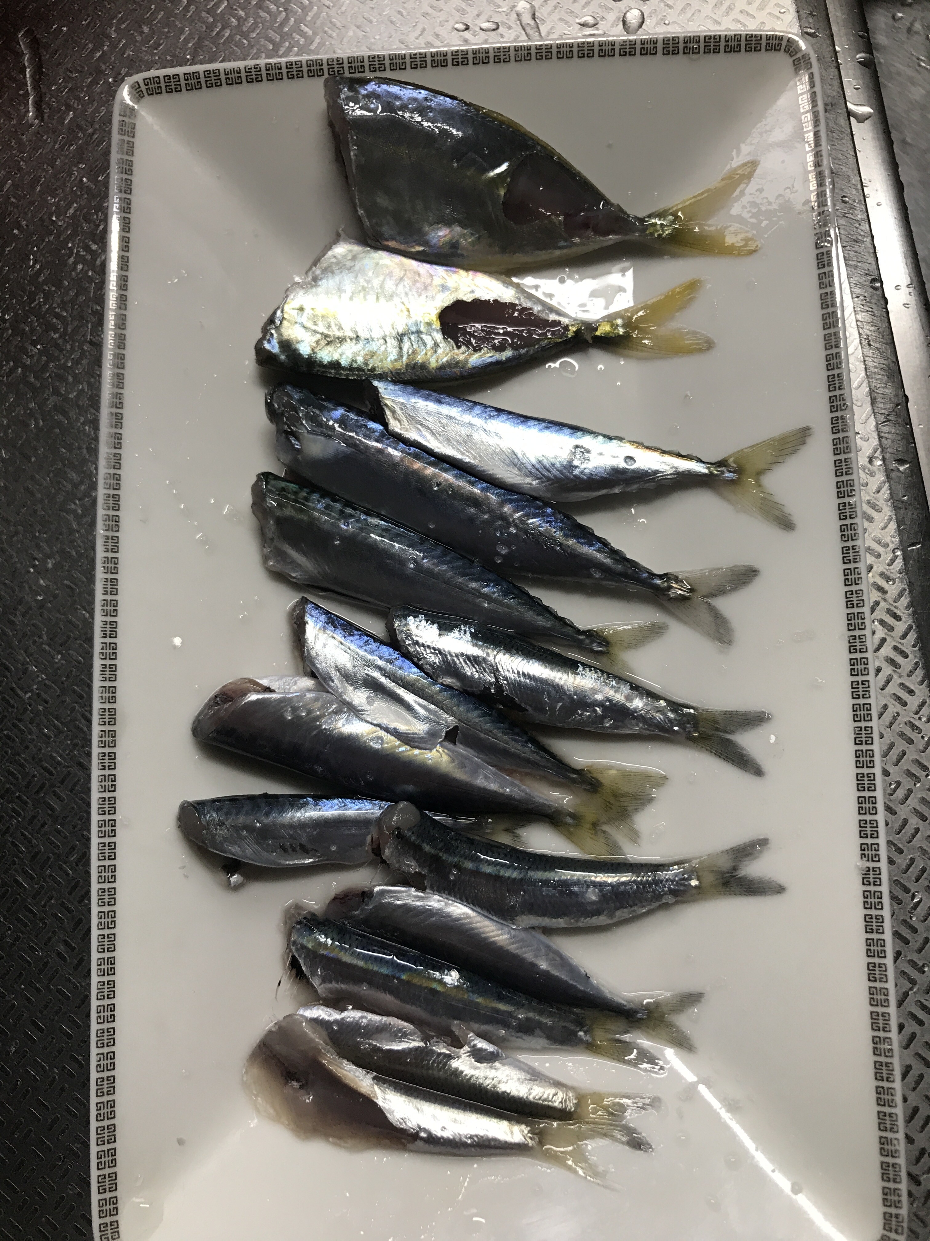 じゅんはま釣行記