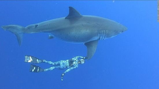 【動画像】伝説の巨大ホオジロザメ(♀)「ディープブルー」に遭遇！撮影に成功ｗｗｗｗｗｗｗ