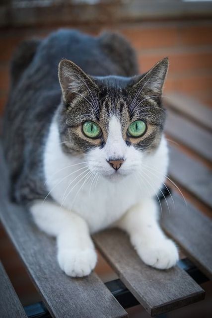 【動画】男性「いかん、猫さんが穴に落ちてる…助けに行かな」→「！！！」