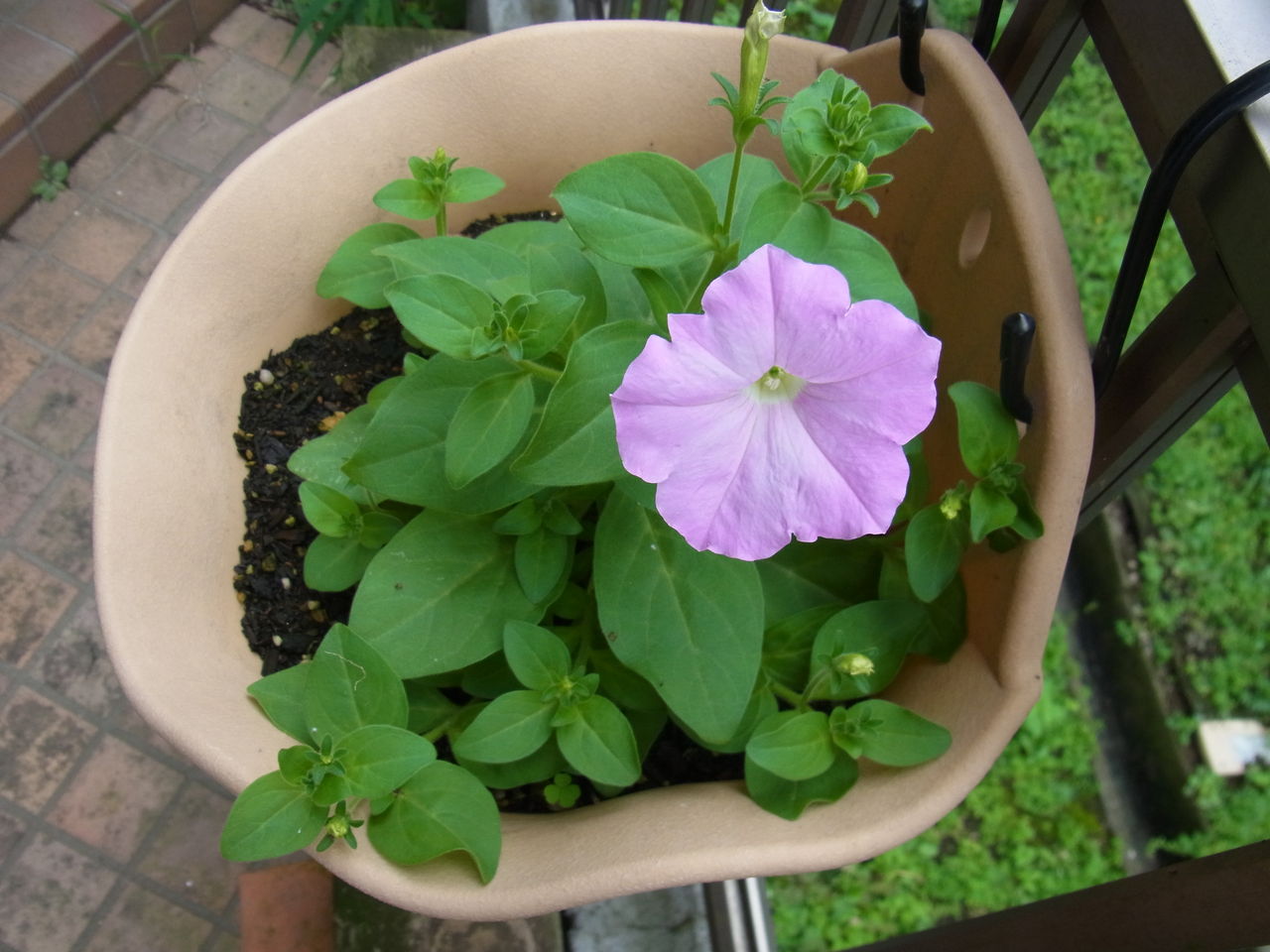 こぼれ種から咲いたペチュニア 名盤cd紹介 こぼれ種から咲いたペチュニア 名盤cd紹介