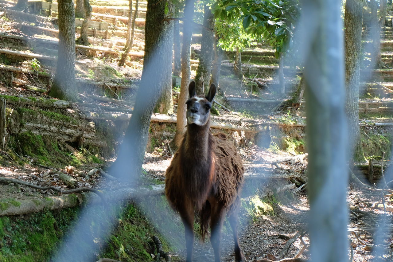 子連れキャンプ 佐賀県北山キャンプ場 動物にびっくり 早良のバイキング農へ 週末アウトドアファミリー