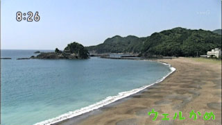 ウェルかめ 大浜海岸