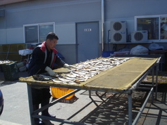 干物を作るおじさん