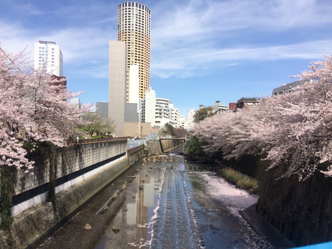 見納め 中目黒 目黒川沿いの桜 株式会社ウエルオン 見納め 中目黒 目黒川沿いの桜 株式会社ウエルオン