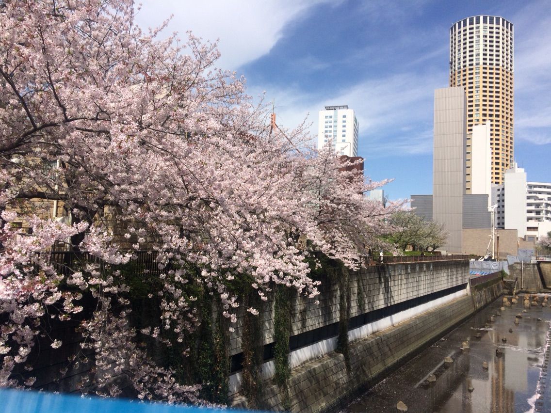 見納め 中目黒 目黒川沿いの桜 株式会社ウエルオン 見納め 中目黒 目黒川沿いの桜 株式会社ウエルオン