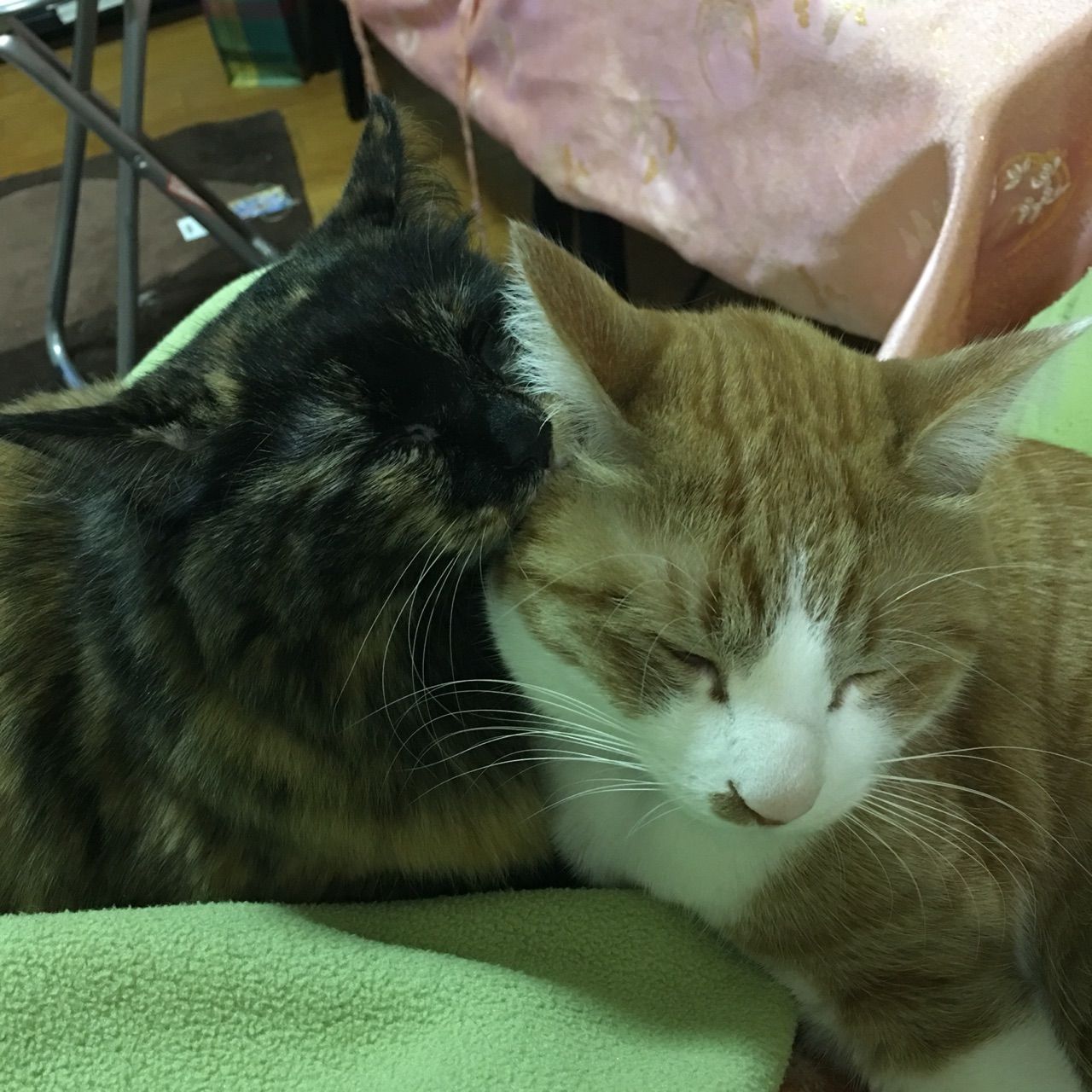 イメージカタログ 最も人気のある ペット が 可愛く て 仕方 ない イメージカタログ 最も人気のある ペット が 可愛く て 仕方 ない
