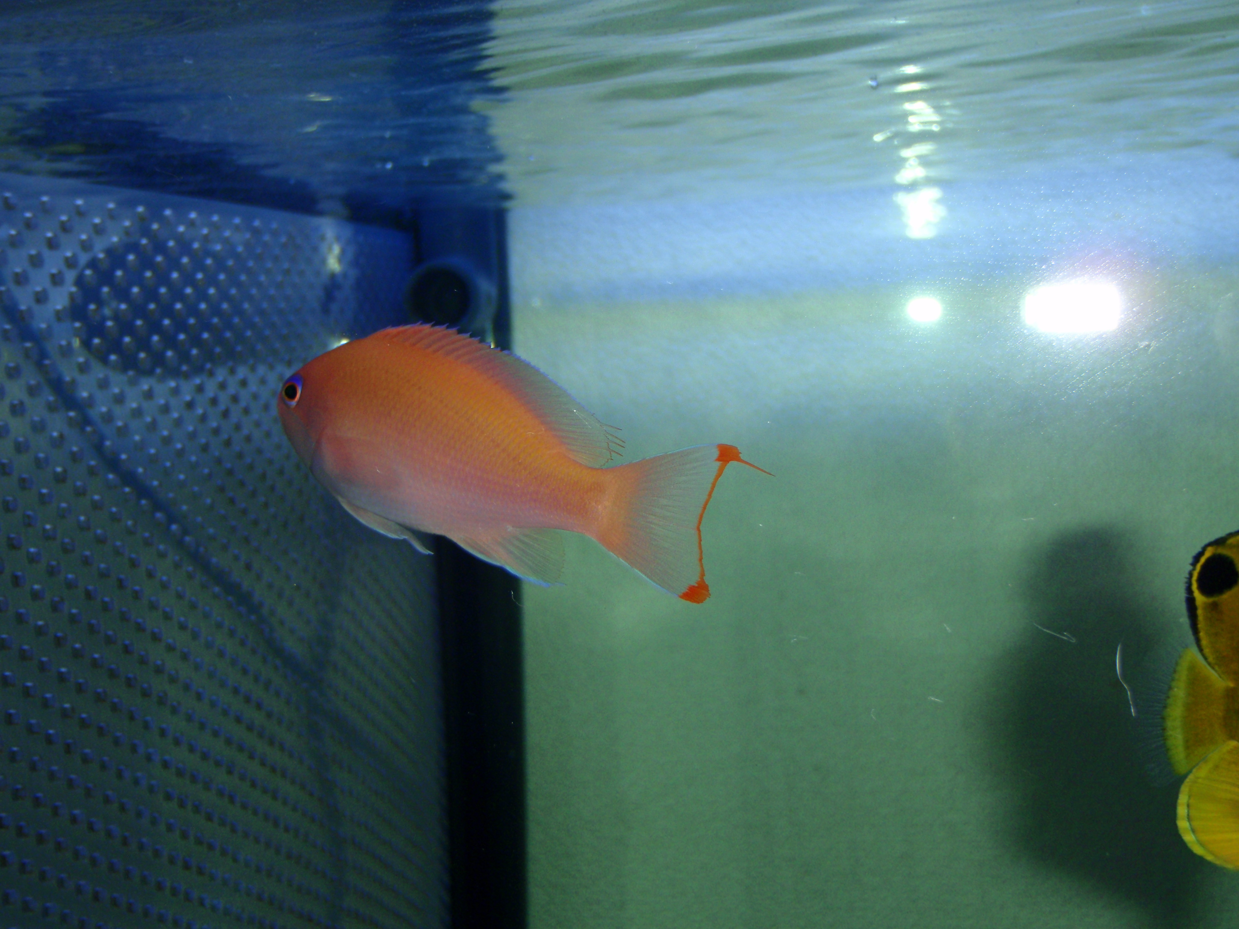 季節来遊魚飼育 まー君の海中散歩