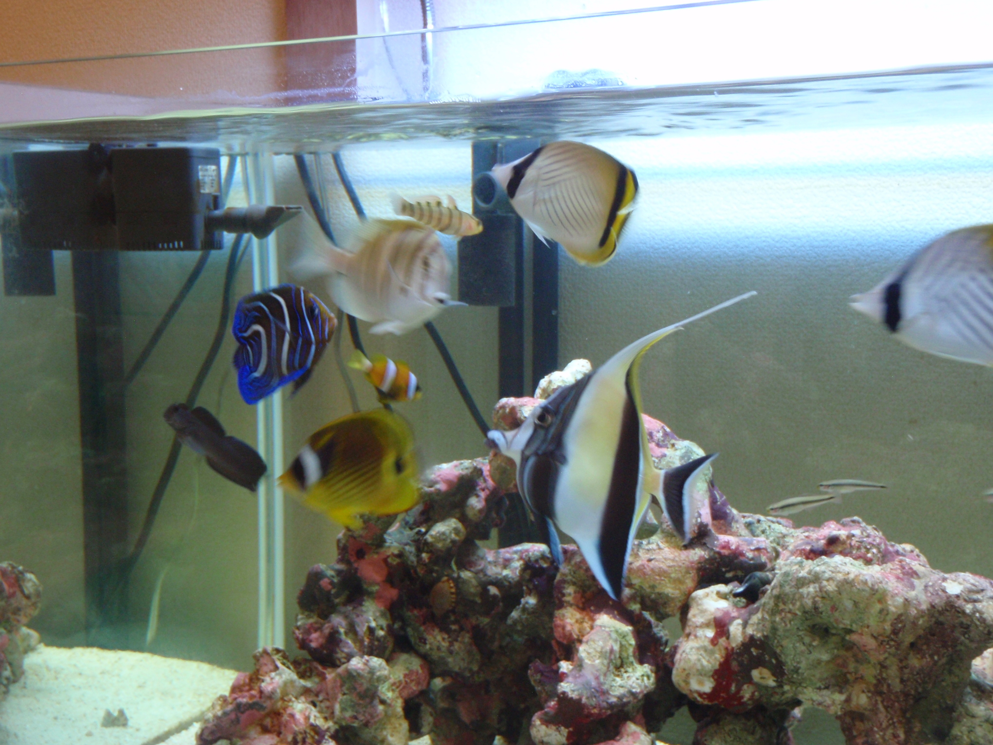 ミノカサゴの みの君 まー君の海中散歩