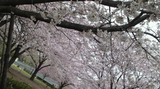 2011040910360000