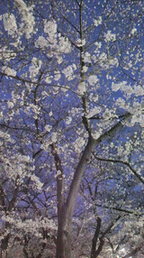 2011040804510000