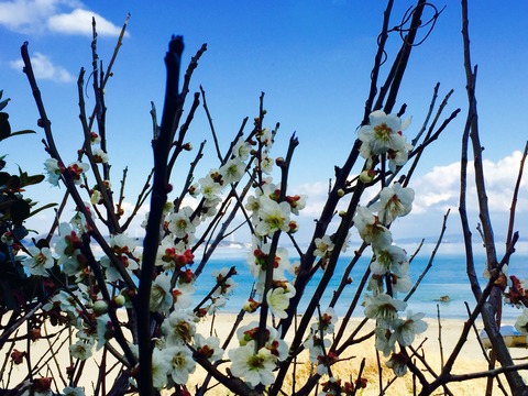 歌は人柄が出る話とアミングから半音のトレーニングまとめ