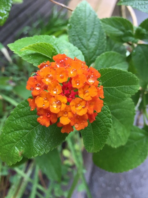 新しいユニットのオリジナル曲の話と基礎単音トレーニング(え)まとめ