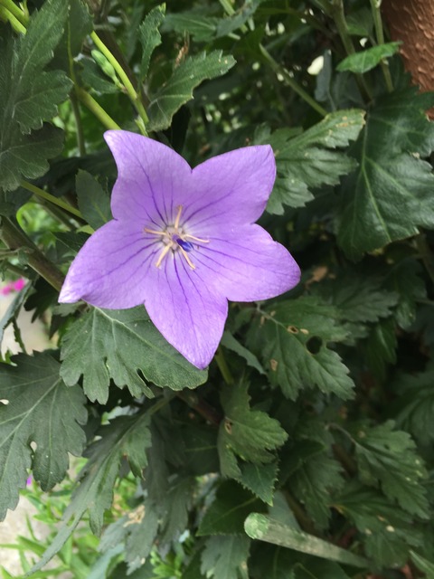 子供の純粋な想いの話と基礎単音トレーニング(い)まとめ