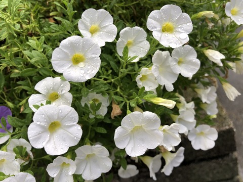 低音