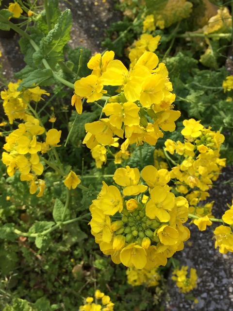 健康の為の生活習慣の話とサイトシンギングのおさらい下行2