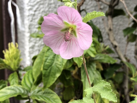 ワークショップ