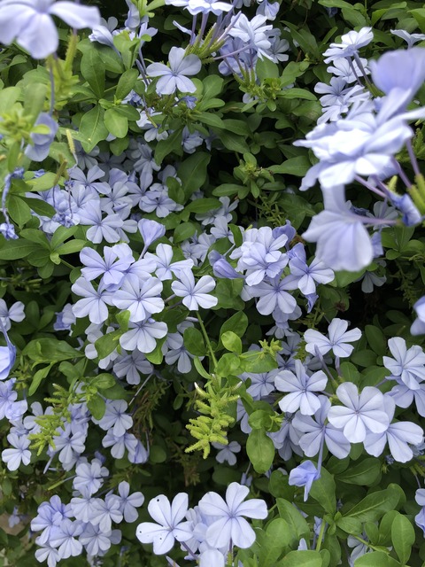 ワークショップ