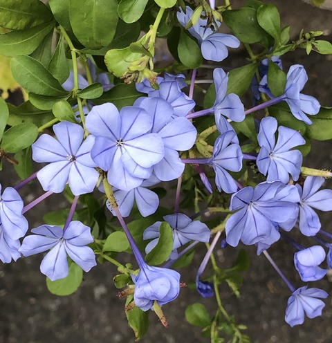 インフルエンザの脅威