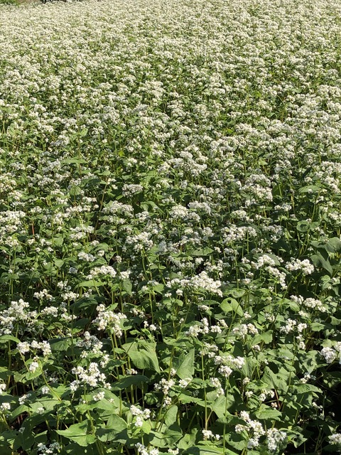 677FDF8C-7432-47FA-BBB4-2B3AB9017182