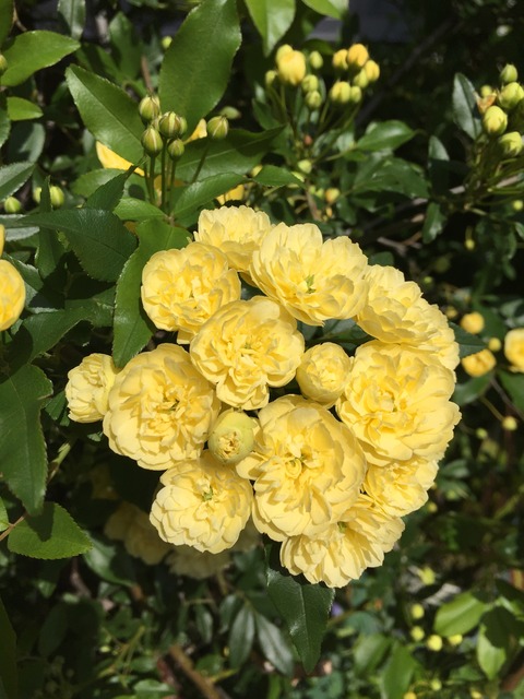 挑戦する勇気の話とリップロールから実音下行まとめ