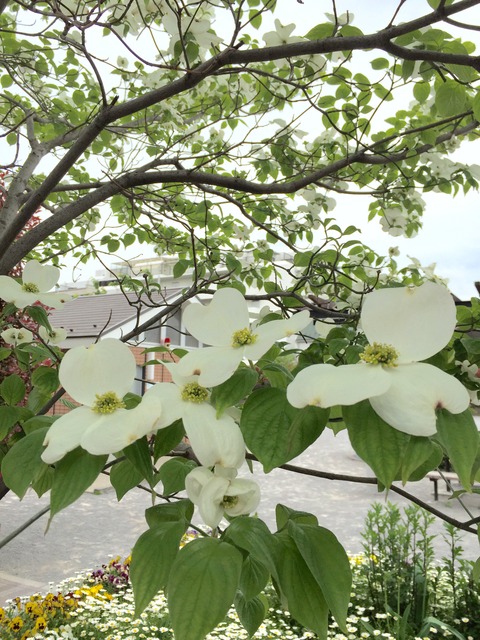 声の響きを良くする確認とリップロールから実音上行まとめ