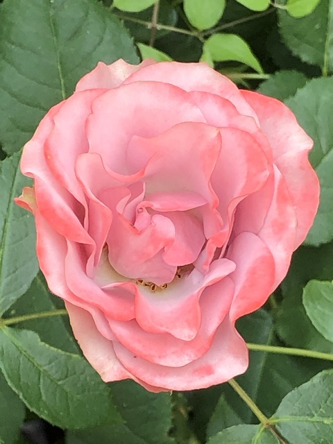 部屋が片付けられない