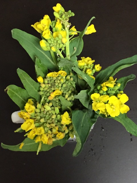 前向きの大切さと単音下行のトレーニング