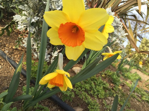 無理のない流れの話とアミングから半音のトレーニング4