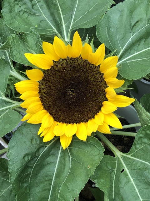 ワークショップ