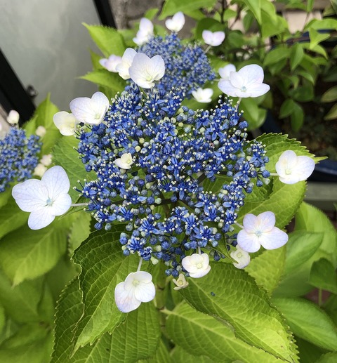 アンサンブルnew song